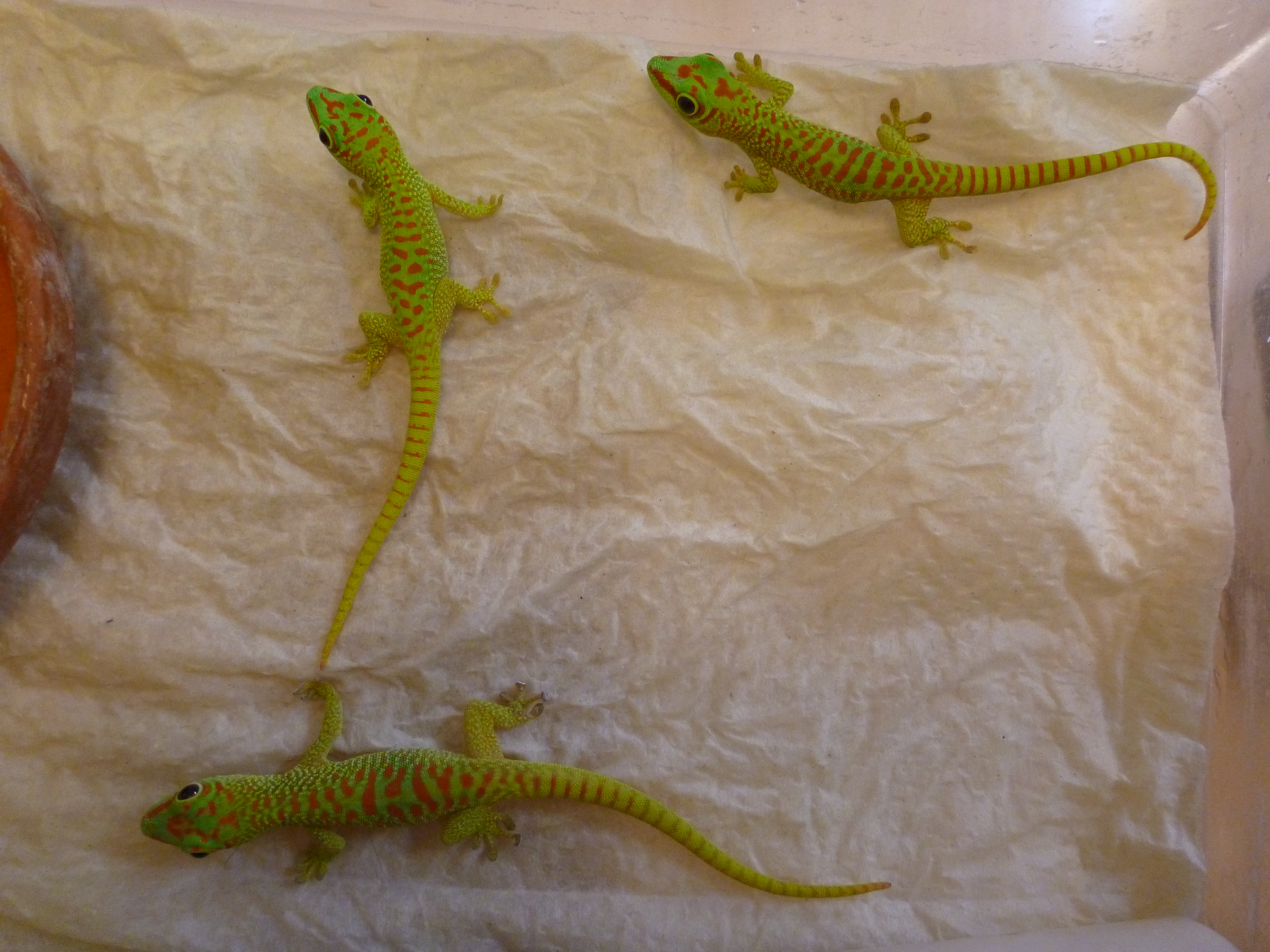 Lizards for sale Baltic Dragons