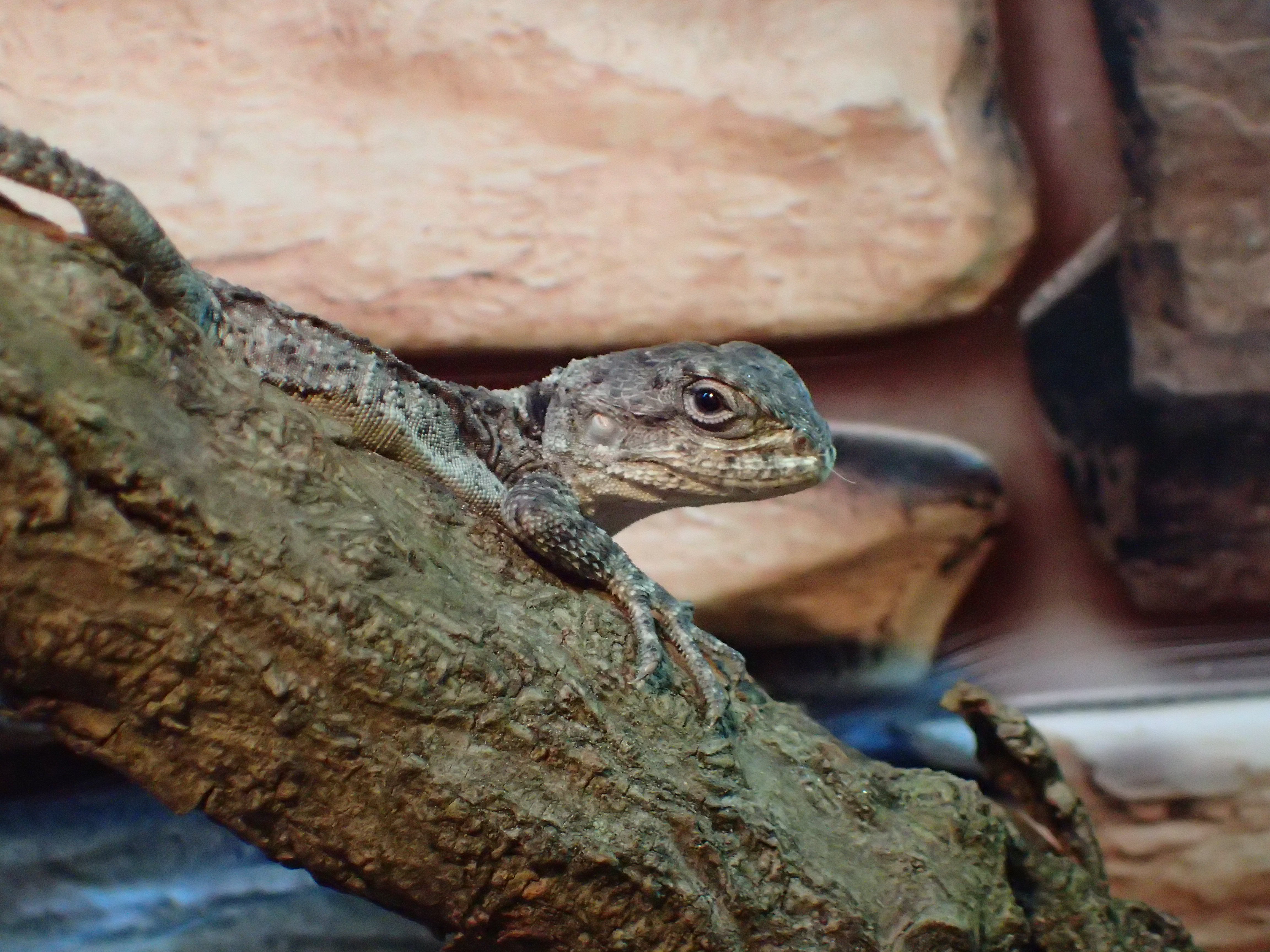 Lizards for sale | Baltic Dragons