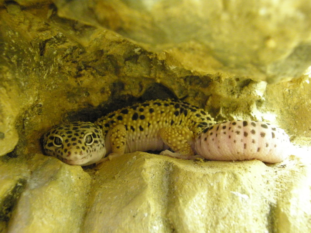 Leopard gecko