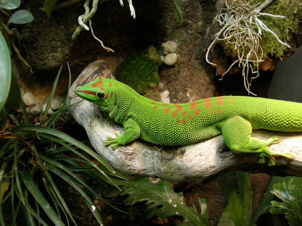 Giant day gecko