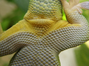 Female Giant day gecko sex determination