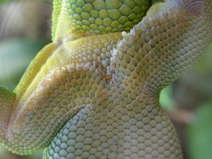 Male Giant day gecko sex determination