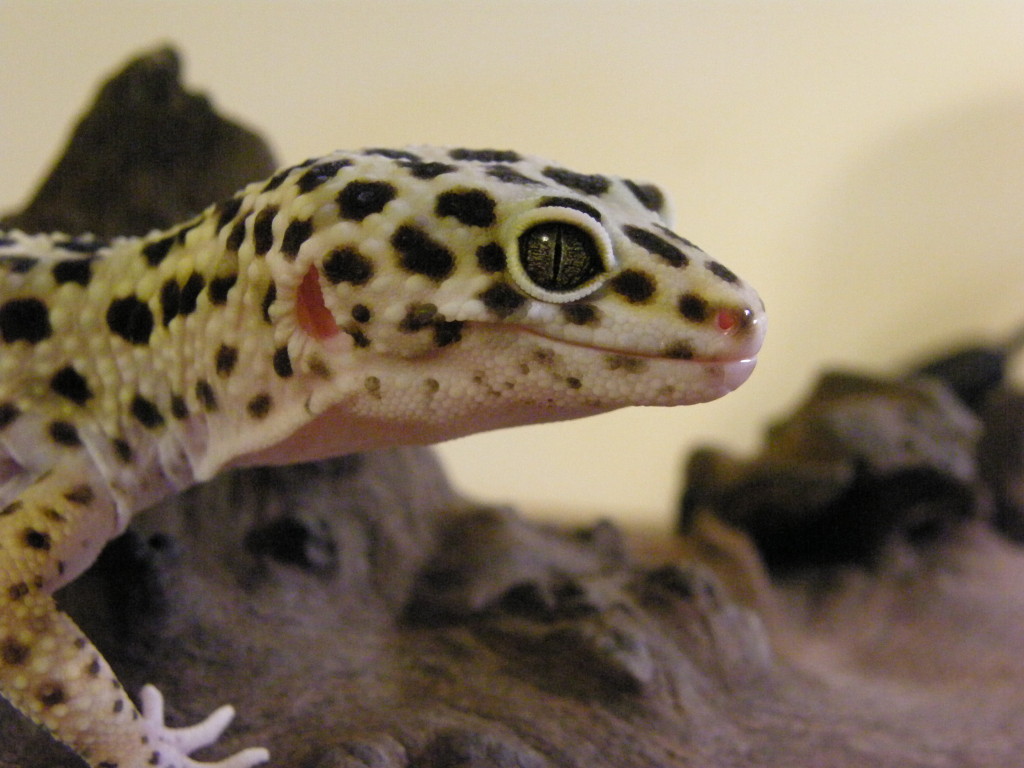 Leopard gecko